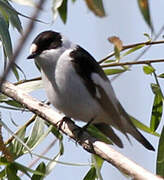 Collared Flycatcher