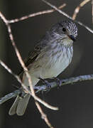 Spotted Flycatcher