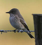 Spotted Flycatcher