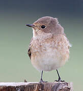 Red-breasted Flycatcher