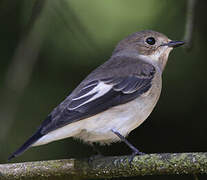 European Pied Flycatcher