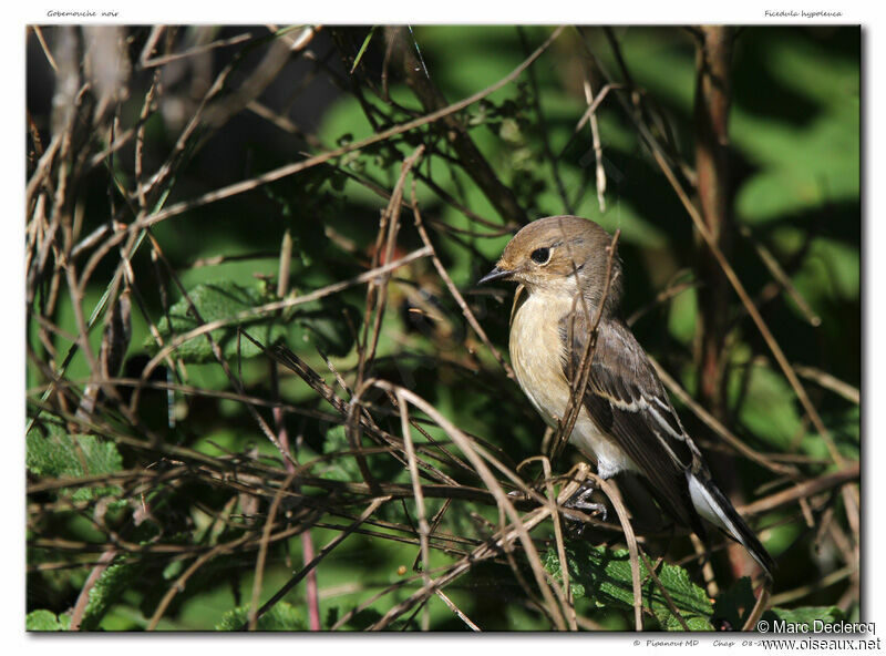 European Pied Flycatcher