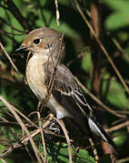 European Pied Flycatcher