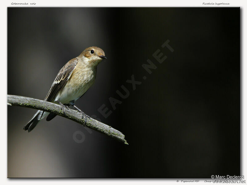 European Pied Flycatcher