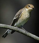 European Pied Flycatcher