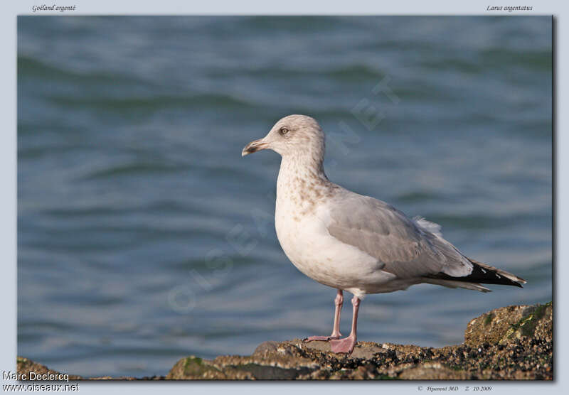 European Herring GullThird  year, identification