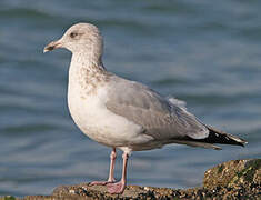 European Herring Gull