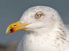 European Herring Gull