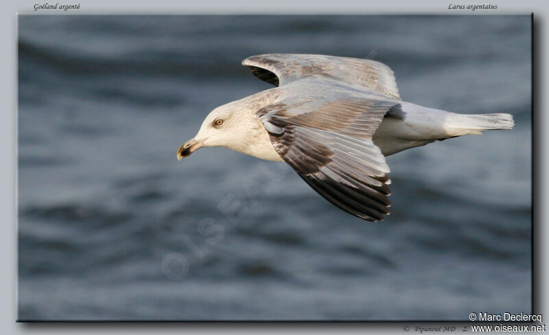 European Herring Gull, Flight