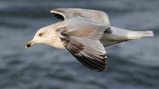 European Herring Gull