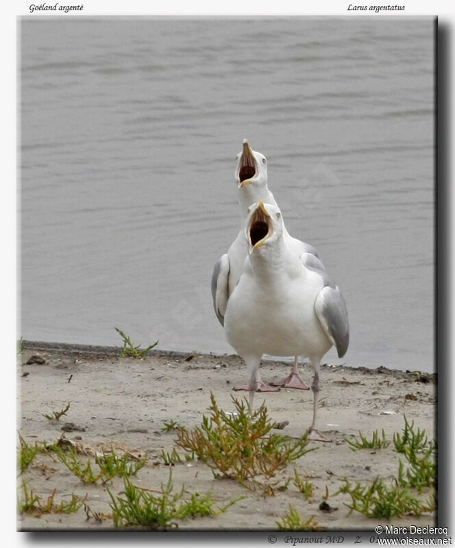 Goéland argenté, identification, Comportement