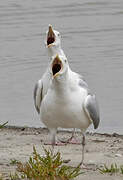 European Herring Gull