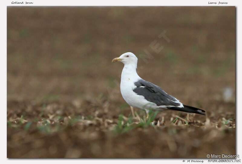 Lesser Black-backed Gull, identification