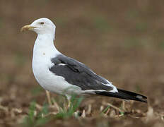 Lesser Black-backed Gull