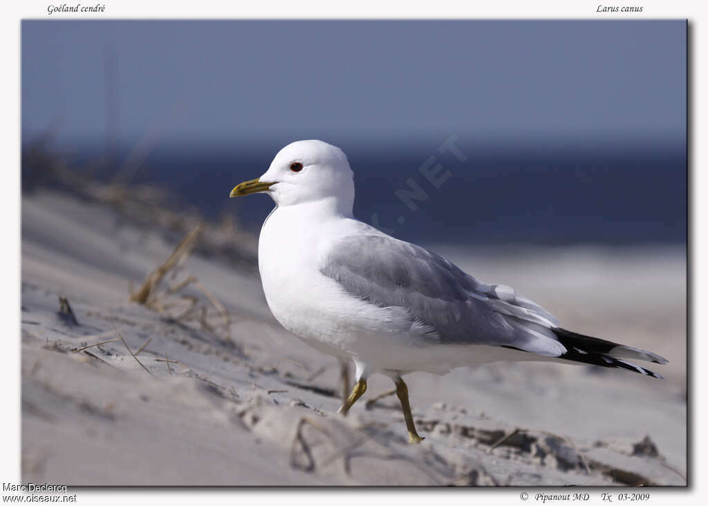 Common Gull