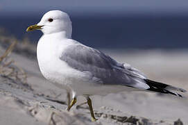 Common Gull