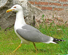 Yellow-legged Gull