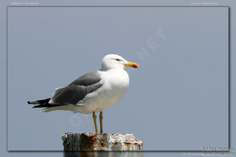 Yellow-legged Gull, identification