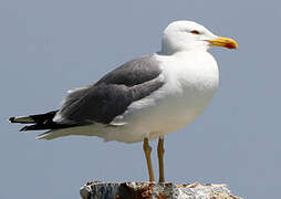 Yellow-legged Gull