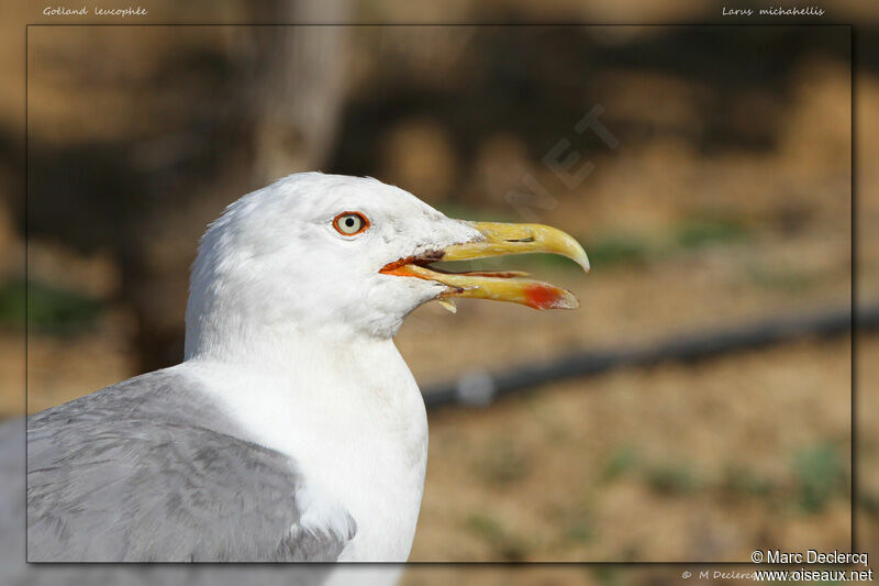 Yellow-legged Gull, identification