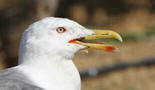 Yellow-legged Gull