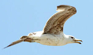 Yellow-legged Gull