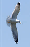 Yellow-legged Gull