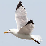 Yellow-legged Gull