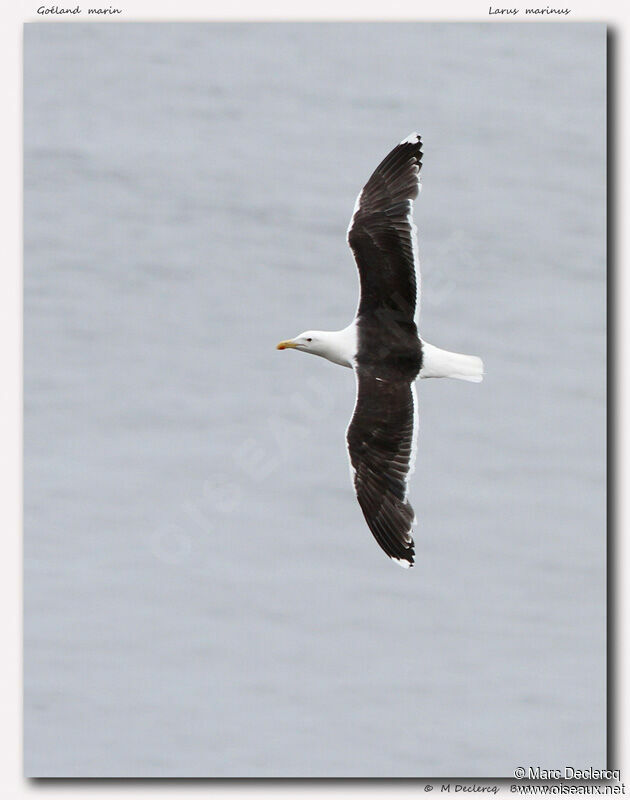 Great Black-backed Gull, Flight