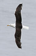 Great Black-backed Gull