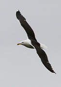 Great Black-backed Gull