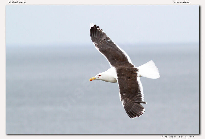 Great Black-backed Gull, Flight