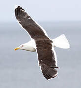 Great Black-backed Gull