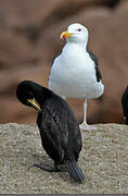 Great Black-backed Gull