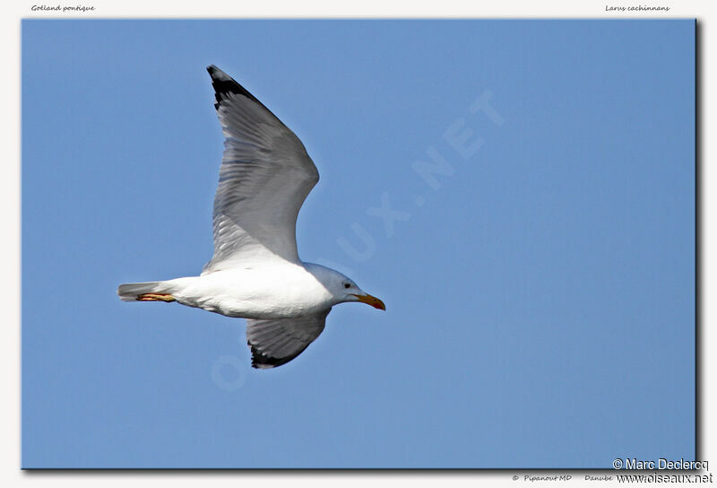 Caspian Gull, Flight
