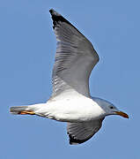 Caspian Gull