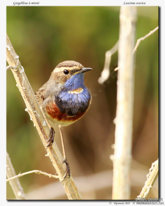 Gorgebleue à miroir, identification