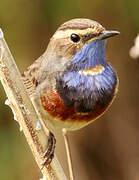 Bluethroat