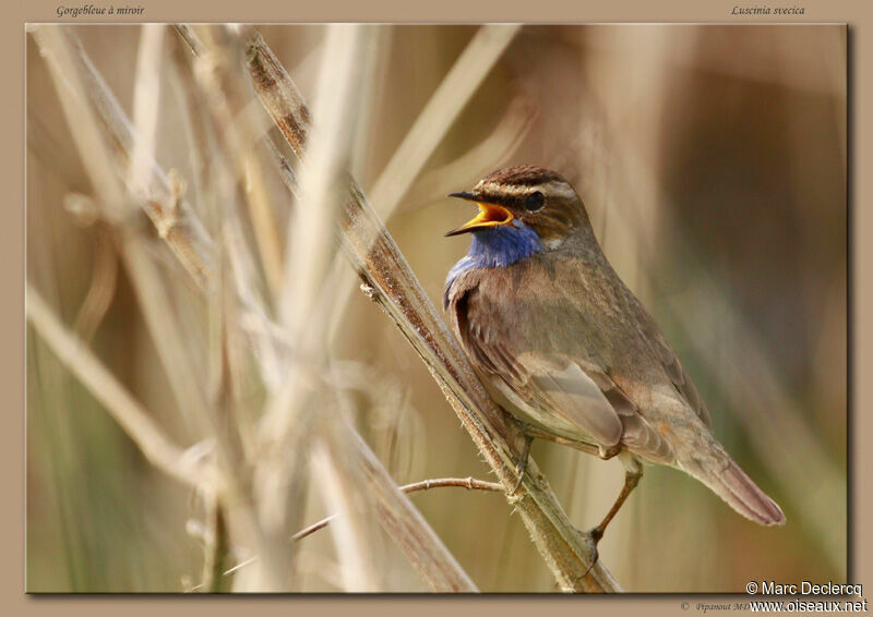 Bluethroat male adult, identification, song