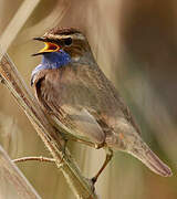 Bluethroat