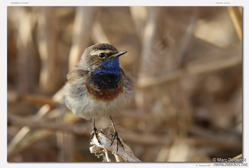 Bluethroat, identification