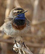 Bluethroat