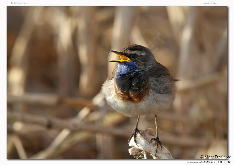 Bluethroat, identification, song