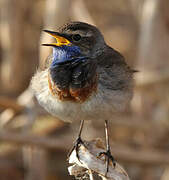 Bluethroat