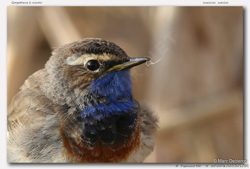 Gorgebleue à miroir, identification