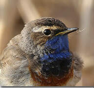 Bluethroat