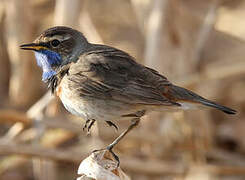 Bluethroat