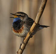 Bluethroat