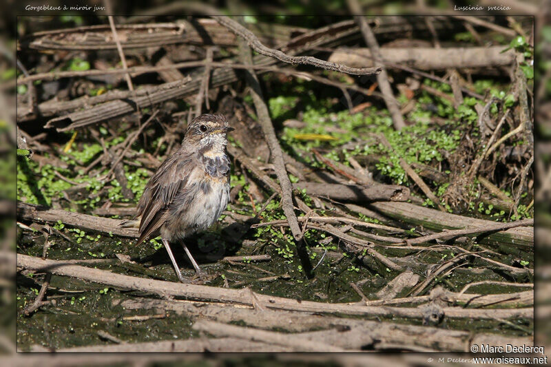 Bluethroatjuvenile, identification