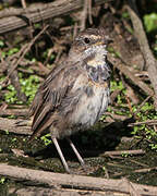 Bluethroat